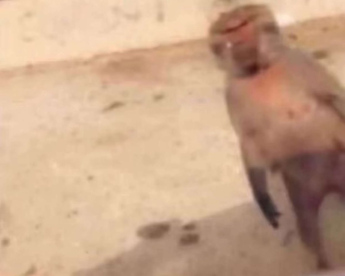 - انت رايح الطائف سياحة 
القرد : انزل من الباص كانك رجال