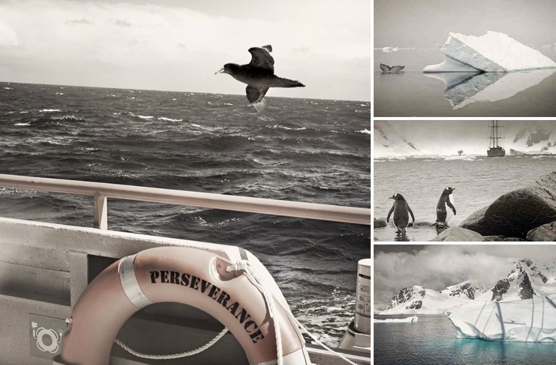 Persévérance vous offre de nouvelles vues de son dernier voyage en Péninsule Antarctique, il se prépare à un nouveau départ avec Jean-Louis Etienne à bord. 📷 Férial ARTISTE #antarctique #voilier #vents   #pedagogie #voyage #cruise  #manchots #icebergs #baleines