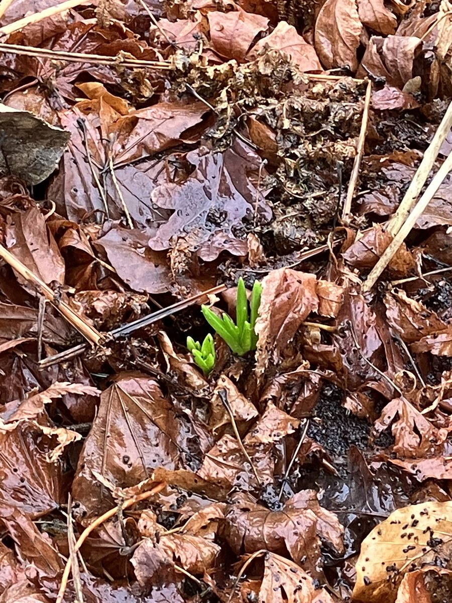 Emyr Lewis tweet media