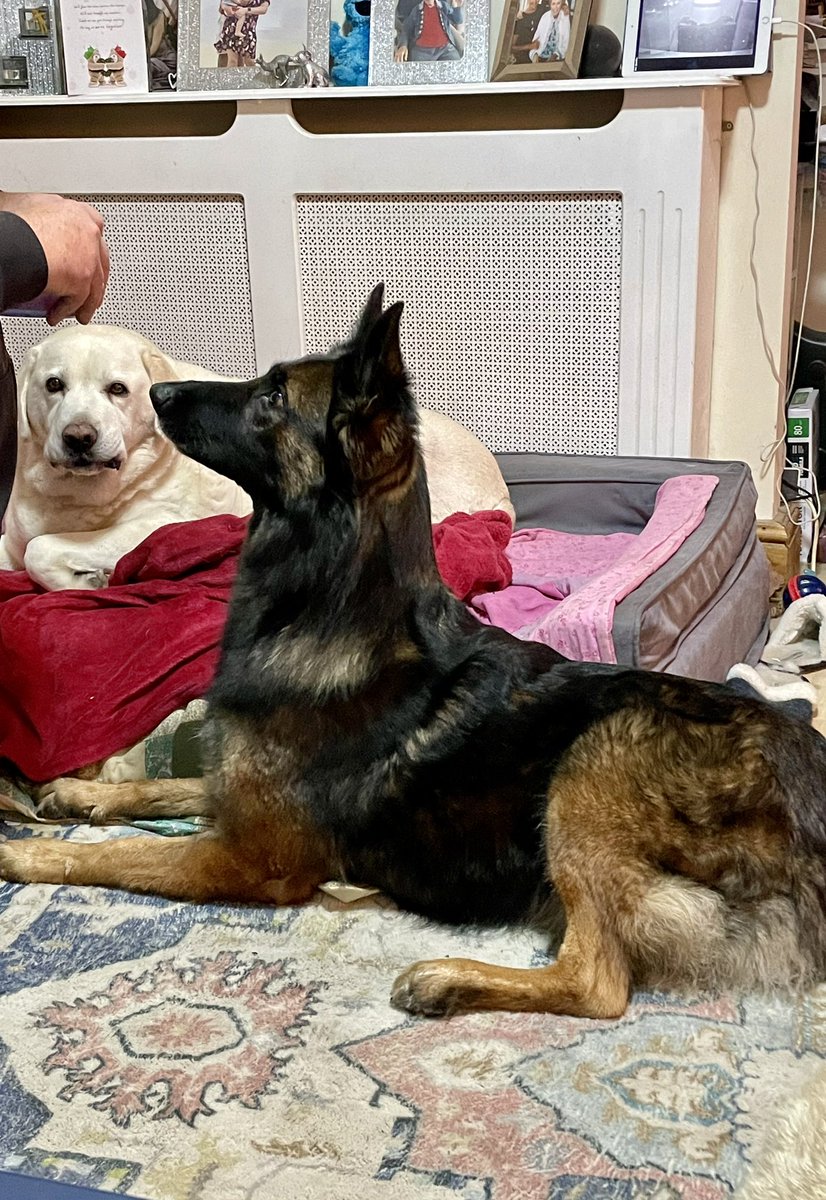 NicNic711's tweet photo. Daddy has carrots so Iโll do my โMali long neckโ stance #gsdxmali #MetPolPup #carrots https://t.co/La72hTkLrz