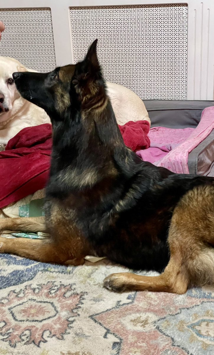 NicNic711's tweet photo. Daddy has carrots so Iโll do my โMali long neckโ stance #gsdxmali #MetPolPup #carrots https://t.co/La72hTkLrz