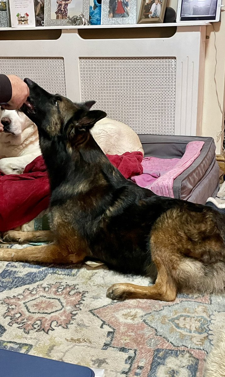 NicNic711's tweet photo. Daddy has carrots so Iโll do my โMali long neckโ stance #gsdxmali #MetPolPup #carrots https://t.co/La72hTkLrz
