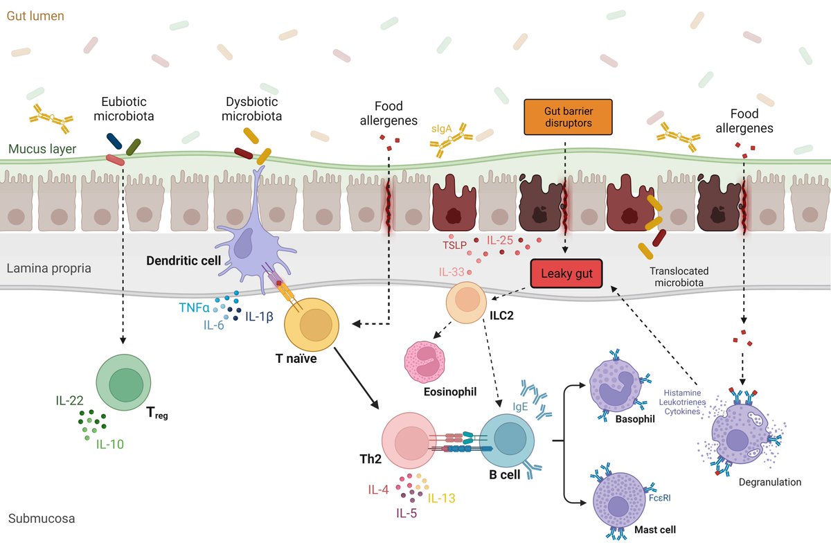 Will_fusco's tweet photo. Going deep into the connection between #microbiota, leaky gut and #foodallergies with @RemoPoto, @gianluca1aniro, Emanuele Rinninella and many others. 
Definitely something to enjoy Christmas holiday! https://t.co/Mwn0nVvWqd
#microbiomeclinicians https://t.co/SHZCQe6JZ3