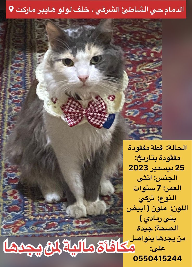 قطط مفقودة وقطط معثور عليها tweet media