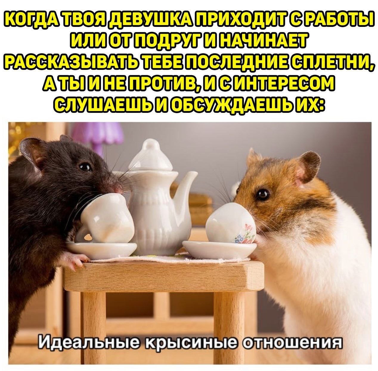 Подруги крысы картинка