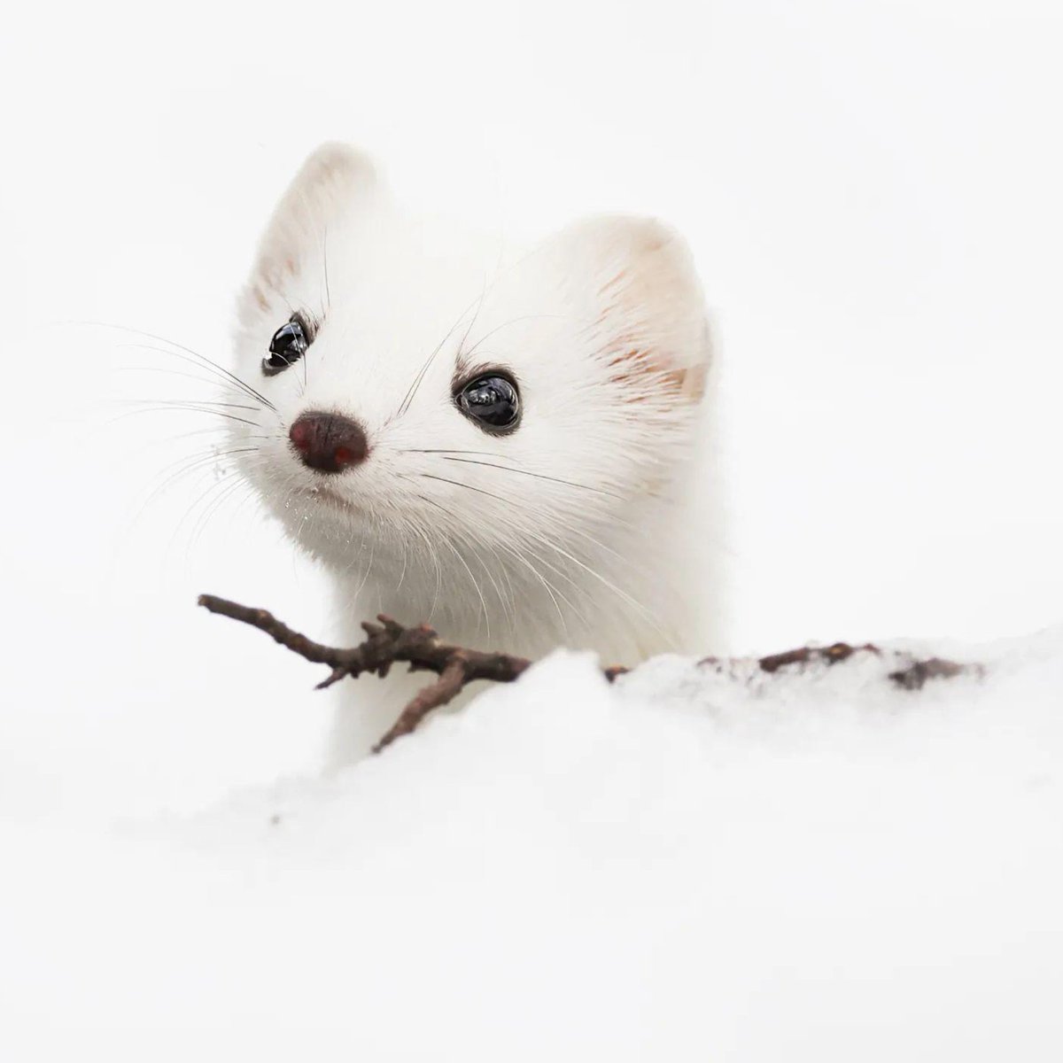 Stoats have winter coats, just like us! In northern regions, stoats will swap their reddish-brown summer coats to thicker, white coats to camouflage with snowy surroundings. #EarthCapture by Stian Stokka via Instagram