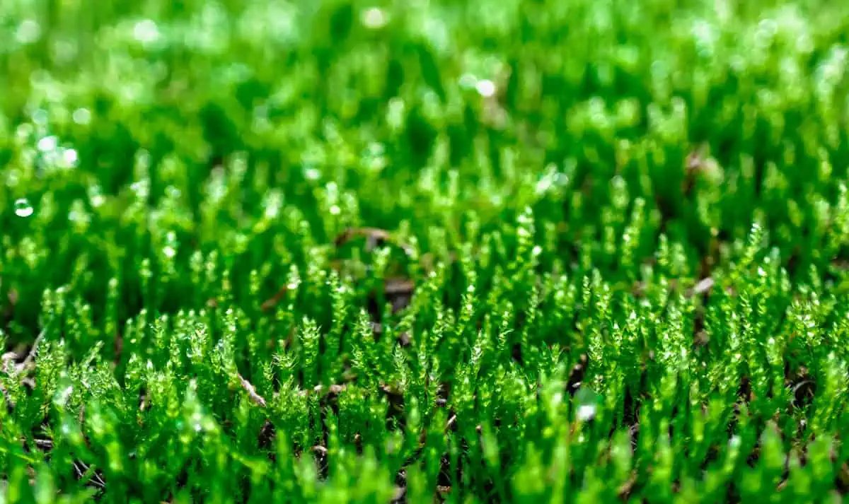 ECOWARRIORSS's tweet photo. Moss Super plant
450 million years on Earth
Can withstand radiation
Anti bacterial
can survive 100 years in dormant state
Purify air
A small moss lawn can absorb more carbon than 275 mature trees
Yet world spends millions killing them with pesticides
https://t.co/fB7uUf26E6 https://t.co/iZa4LKMIkO