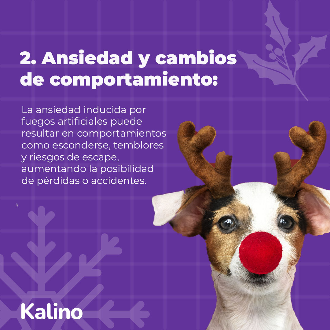 kalinopets's tweet photo. 🚫¡No prendas fuegos artificiales en esta Navidad! 🎄 Disfrutemos de estas fechas en un entorno tranquilo, preservando así la seguridad y el bienestar de nuestras queridas mascotas

#mascotas #Pets #fundaciones #animalesrescatados #refugiosdeanimales #perritos #perros #dogslife https://t.co/8fGbFX4aoE