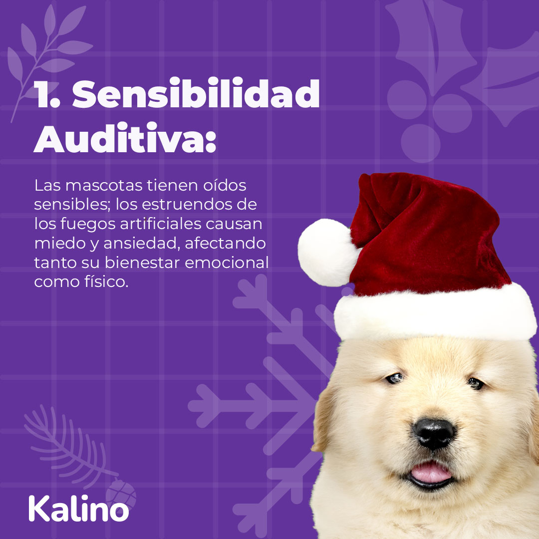 kalinopets's tweet photo. 🚫¡No prendas fuegos artificiales en esta Navidad! 🎄 Disfrutemos de estas fechas en un entorno tranquilo, preservando así la seguridad y el bienestar de nuestras queridas mascotas

#mascotas #Pets #fundaciones #animalesrescatados #refugiosdeanimales #perritos #perros #dogslife https://t.co/8fGbFX4aoE