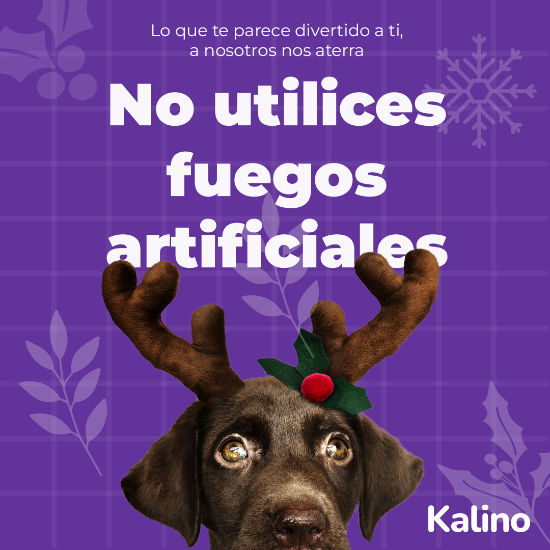 kalinopets's tweet photo. 🚫¡No prendas fuegos artificiales en esta Navidad! 🎄 Disfrutemos de estas fechas en un entorno tranquilo, preservando así la seguridad y el bienestar de nuestras queridas mascotas

#mascotas #Pets #fundaciones #animalesrescatados #refugiosdeanimales #perritos #perros #dogslife https://t.co/8fGbFX4aoE