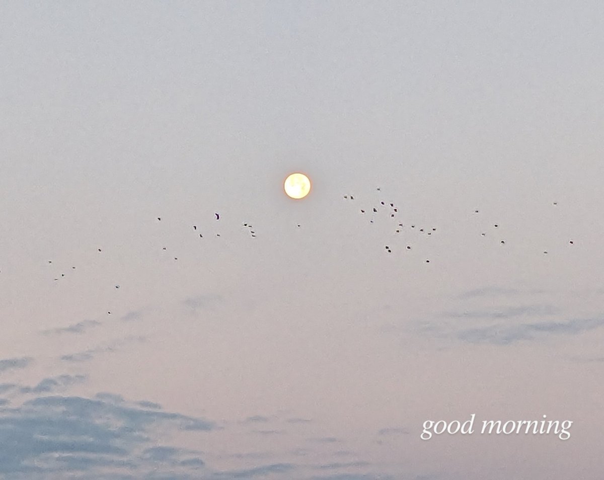 t_yassi's tweet photo. Good morning✨ 気温6℃
久しぶりに晴れた朝の空です。
風のない冷たい空気は気持ち良い。
師走に飲み込まれないよう😅
本日も心落ち着いて🤙
#thursdayvibes #Dec28th https://t.co/D1krEKUi56