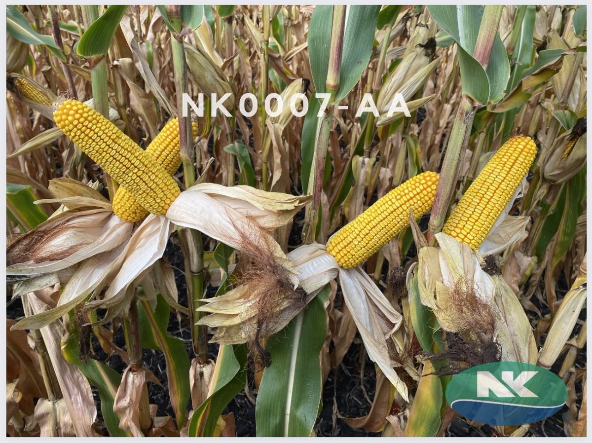 Southern MN/SD NK Team tweet media