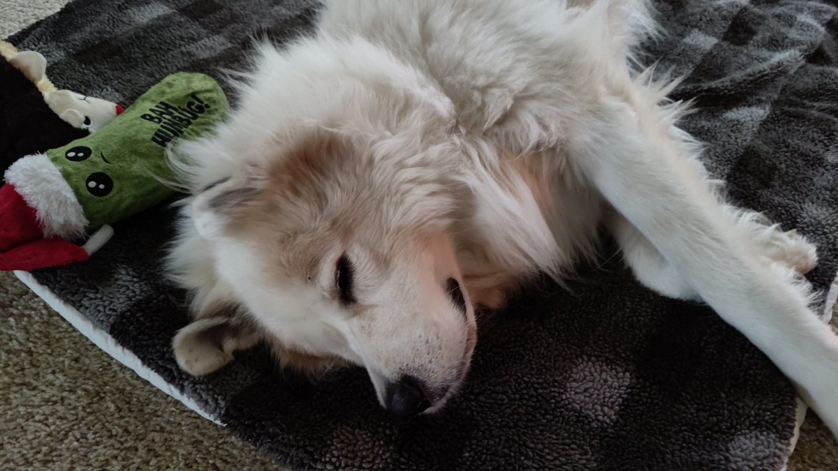 djordsh's tweet photo. @contextdogs https://t.co/vIh15DGXmc