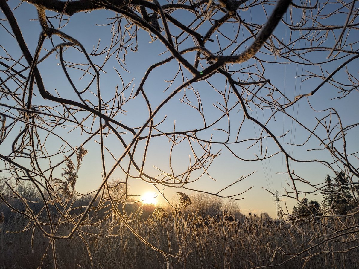 「おはようございます。 ついに大好きな霧氷花の季節!1日の中で1番寒い朝、世界が真」|水谷アス◆漫画連載中/月・水・金のイラスト