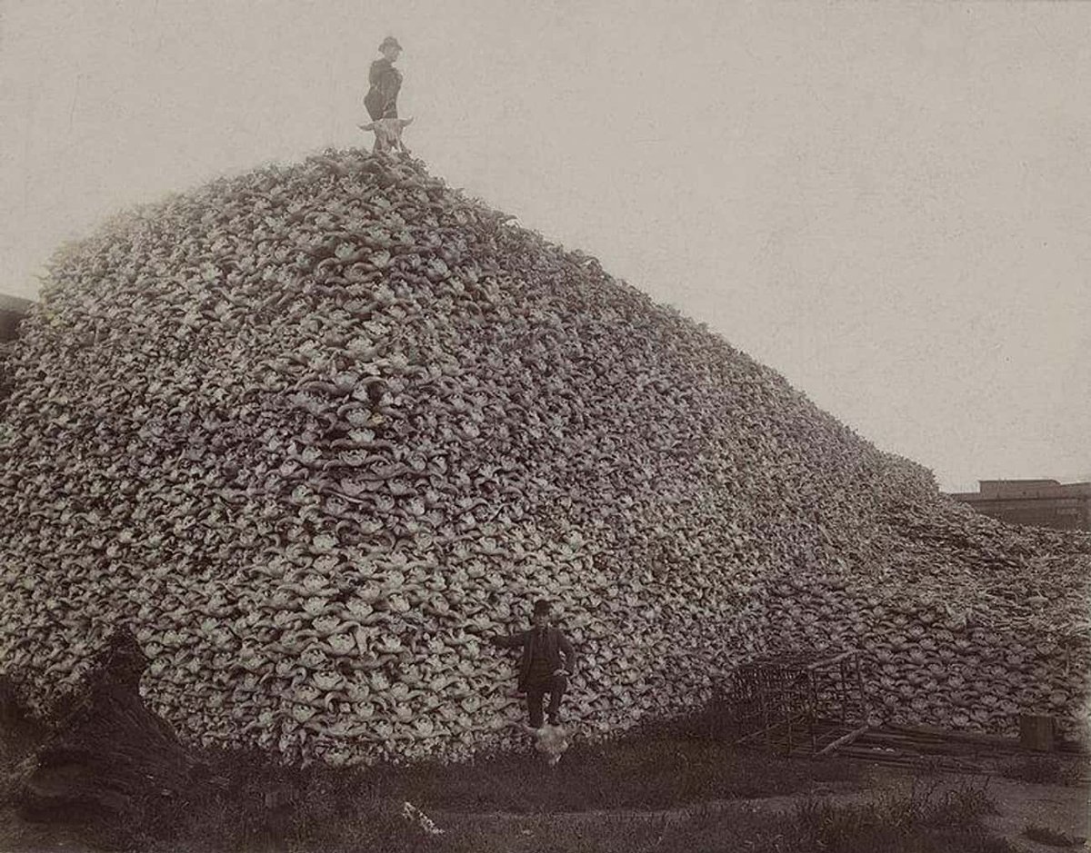 Taken at the Michigan Carbon Works factory in Rougeville, the pile of bison skulls in this photo was slated to be processed and used in making products like bone glue, fertilizer, bone ash, bone char, and bone charcoal.

The number of bison skulls is a testament to the prevalence
