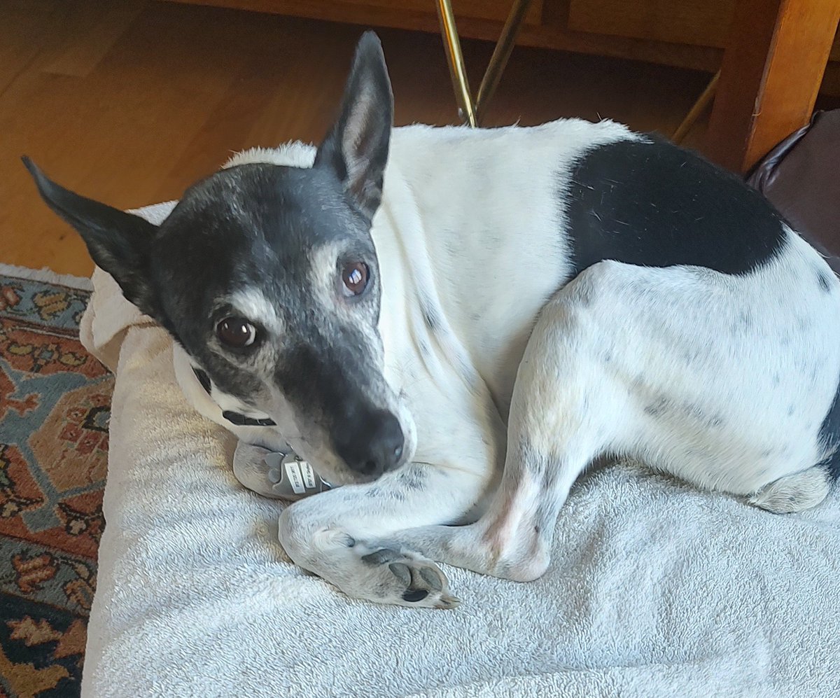 kburton66's tweet photo. @TweeetsOfDogs We specifically sought out a rat terrier rescue. There was one about 4 miles from our house run by a childhood friend of my wife. Spike's been with us for about 12 years now. He's recovering from minor surgery now. He gets his stitches out Thursday. https://t.co/j48bKsiiqa