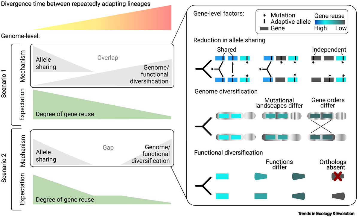 🎁 🎄 paper out in @Trends_Ecol_Evo: Divergence time shapes gene reuse during repeated adaptation. Let us know if you have any thoughts/feedback! sciencedirect.com/science/articl…