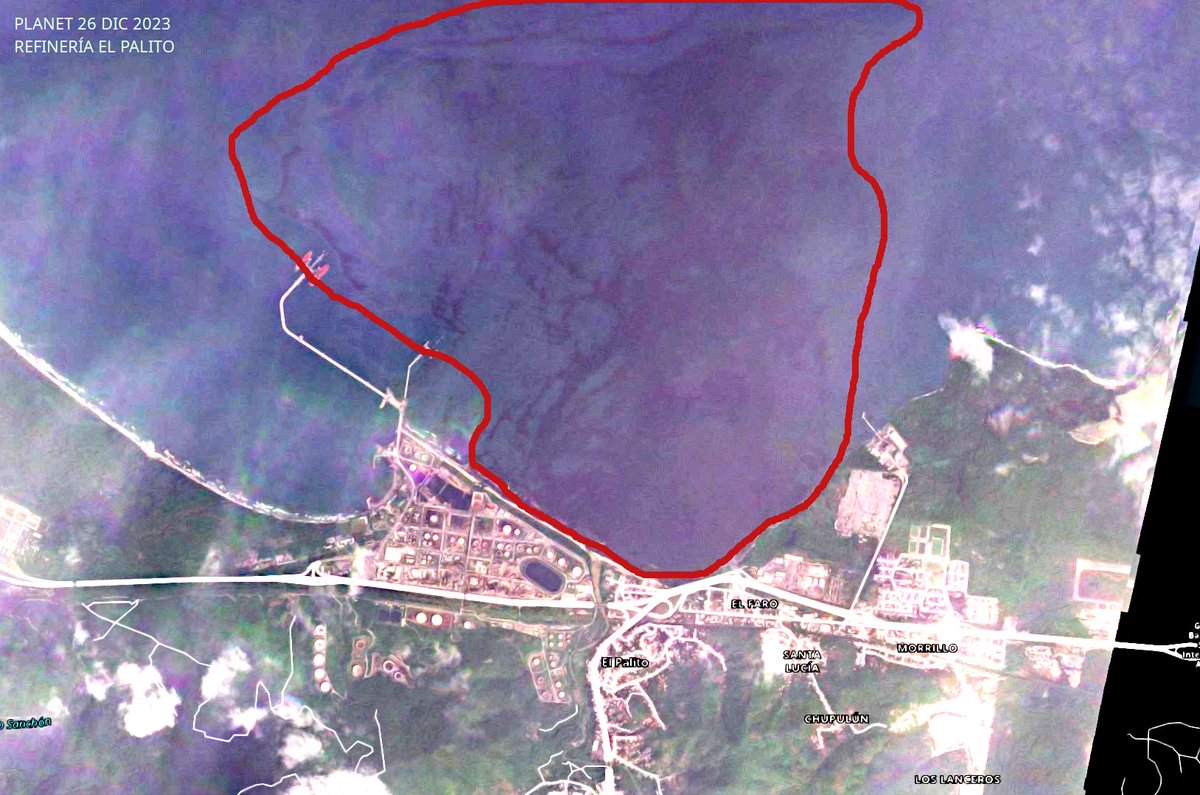 diodon histrix tweet media