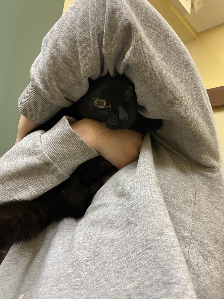 Had to take our cat to the vet for her annual checkup. My daughter was comforting her. She tried to make a break for it, resulting in my favorite picture of my cat. 😂 @TweetsOfCats