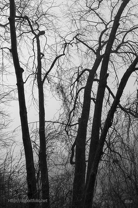 1-david-gordon.pixels.com/featured/boyde… #BuyIntoArt #artforsale #prints #blackandwhitephotography #trees #DaveGordon