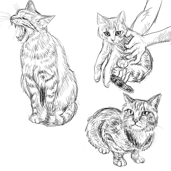 3時半過ぎー
早めに寝まっすー
苦しまぎれは猫モシャー
みなさんも風邪にご注意をー😷
おやすみなさいー🥱😴 