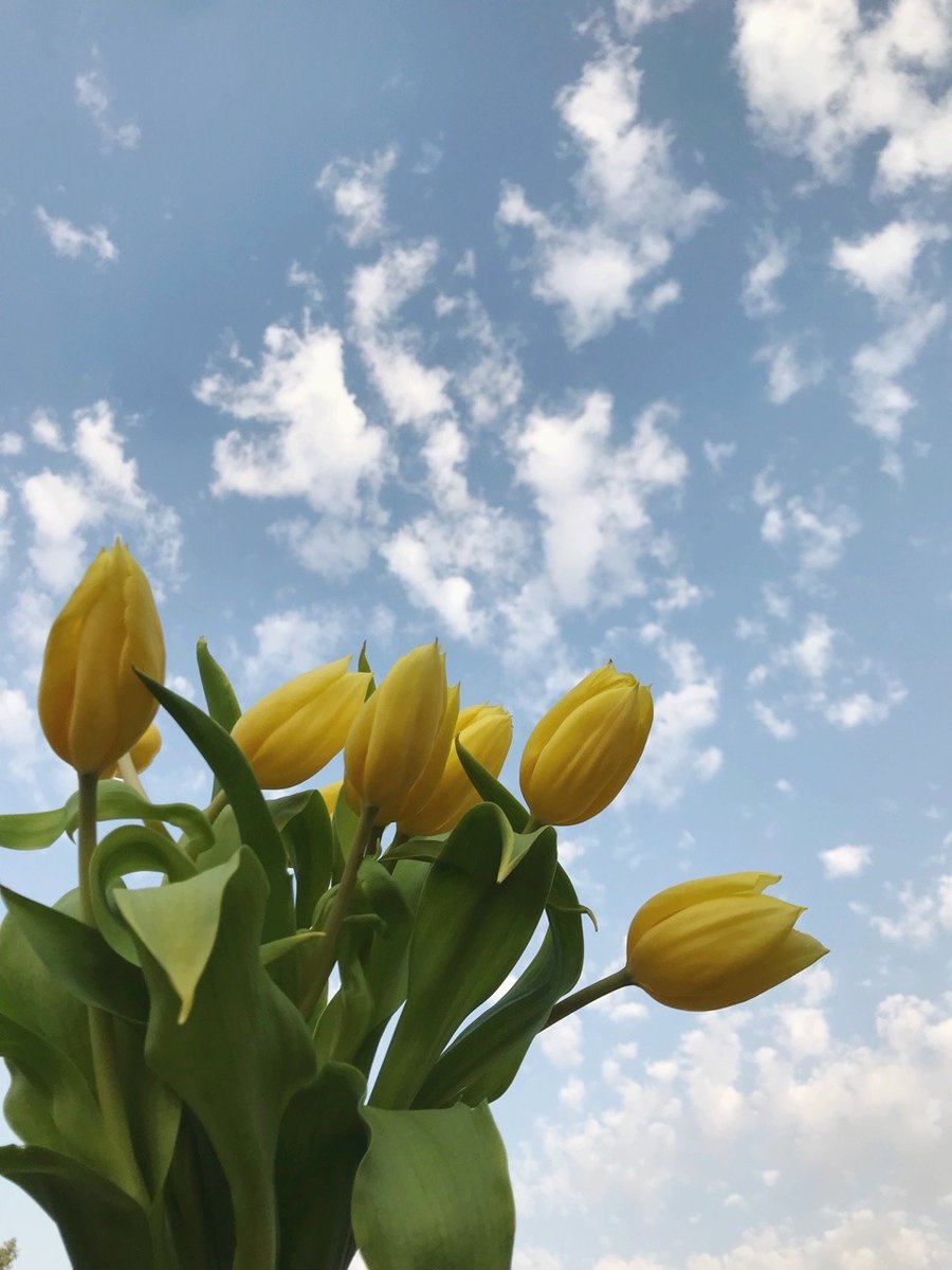 Exulansista's tweet photo. yellow tulips https://t.co/i4SLo77gvu