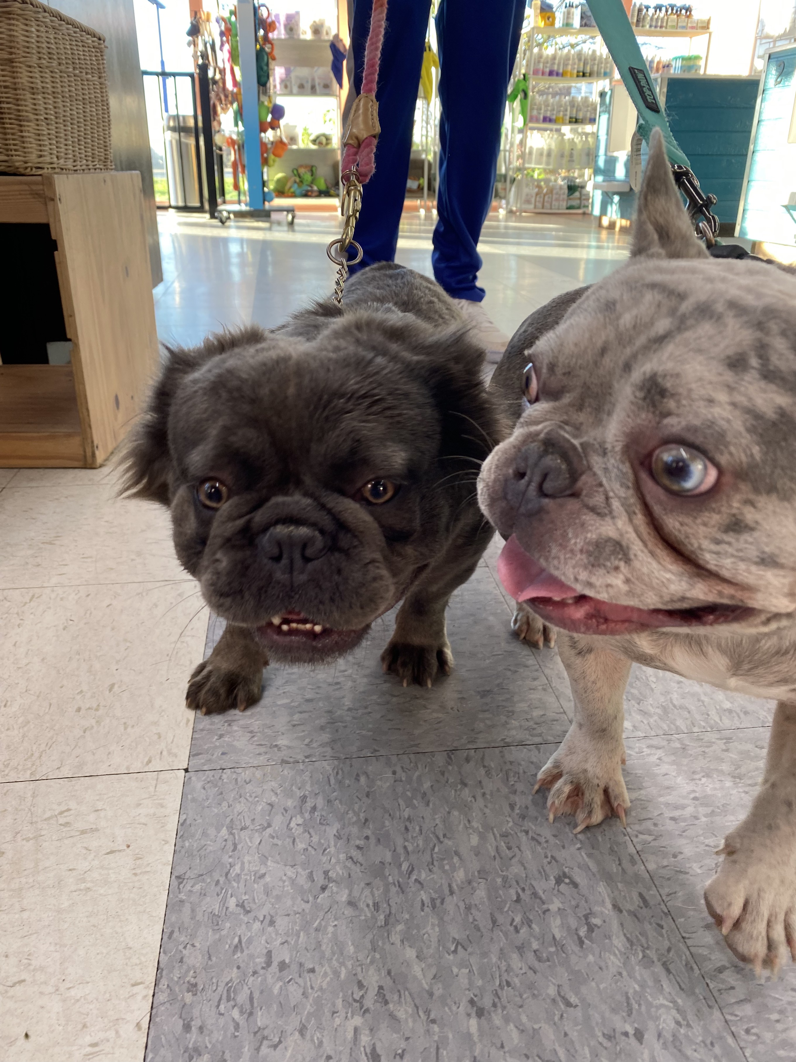 Metro dog wash sales