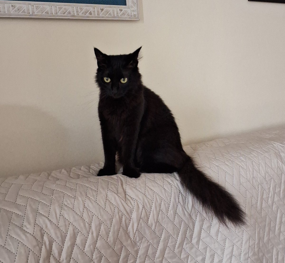vivimedd's tweet photo. ⚠️ atenção twitters ⚠️
A BatCat resolveu sumir na semana do ano novo (perspicaz). Ela não tá acostumada com a vizinhança então acho que se assustou e pulou a janela.
Sumiu perto do IFSul, no bairro Olaria .

Se alguém ver, manda um alô. Qdo eu achar vai ficar um mês sem sachê https://t.co/N1xNi7YluR