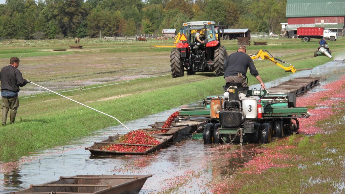 Did you eat cranberries this week? Or last month for Thanksgiving? Odds are they were Wisconsin cranberries since 60% of 🇺🇸 cranberries are from the state. Here's a cranberry farmer’s perspective on the strong export market for the fruit. @USCranberries 👉fas.usda.gov/newsroom/cranb…