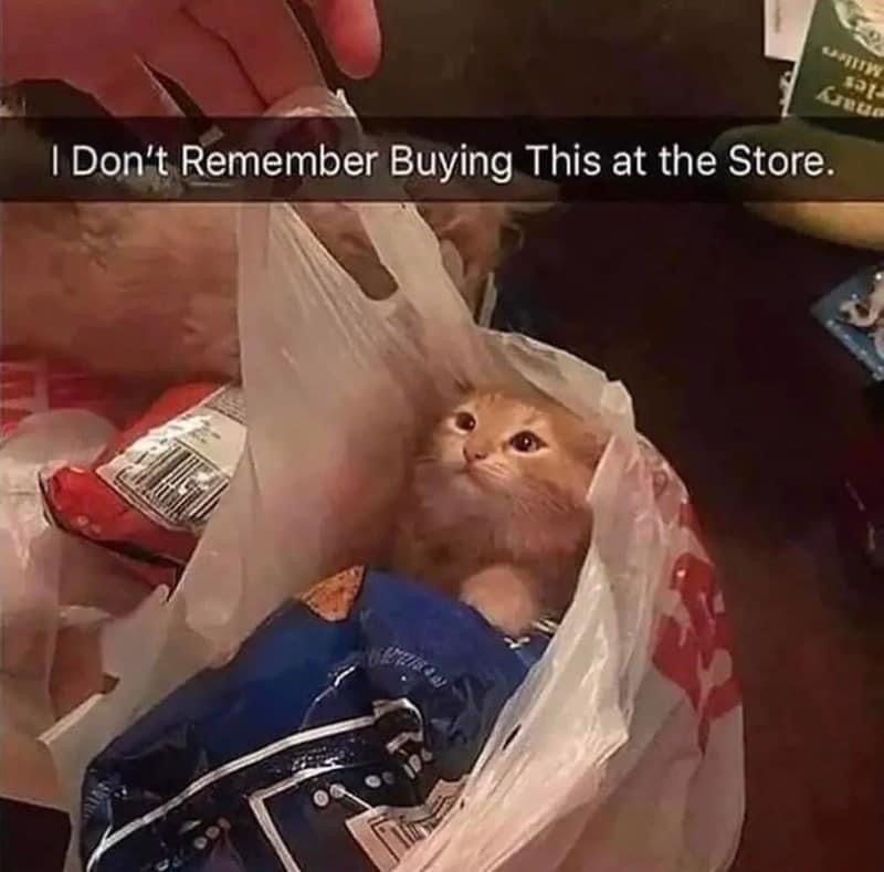 Posts Of Cats (@postsofcats) on Twitter photo 