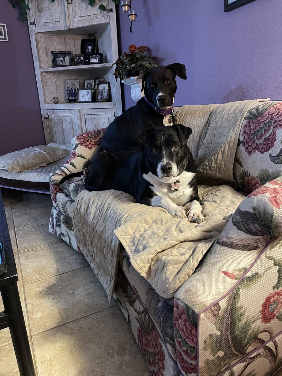 gemladytreasure's tweet photo. @TweeetsOfDogs Both of my kids are rescues, one of which was on the counties euthanasia list. Fortunately I was able to bring him home &amp; give him the love he needed. Now both of them have bonded &amp; are as close as they could be. I have no doubt that they would help me if danger ever came. https://t.co/6zdPz9MokH