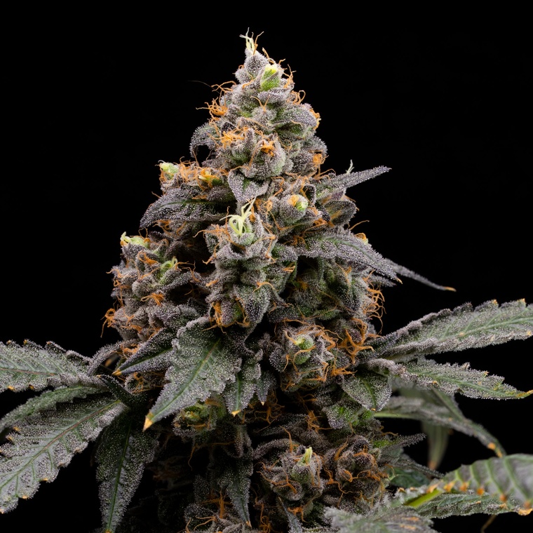 Cereal Milk
#StonerFam #420Life #CannabisCulture #WeedLover #weedforsale #cannabisculture #cannabis #Cannabisforsale #onlythebest #bestcannabis #weed #marijuana #MMJ #Weedmob #Weedlovers #marijuana
