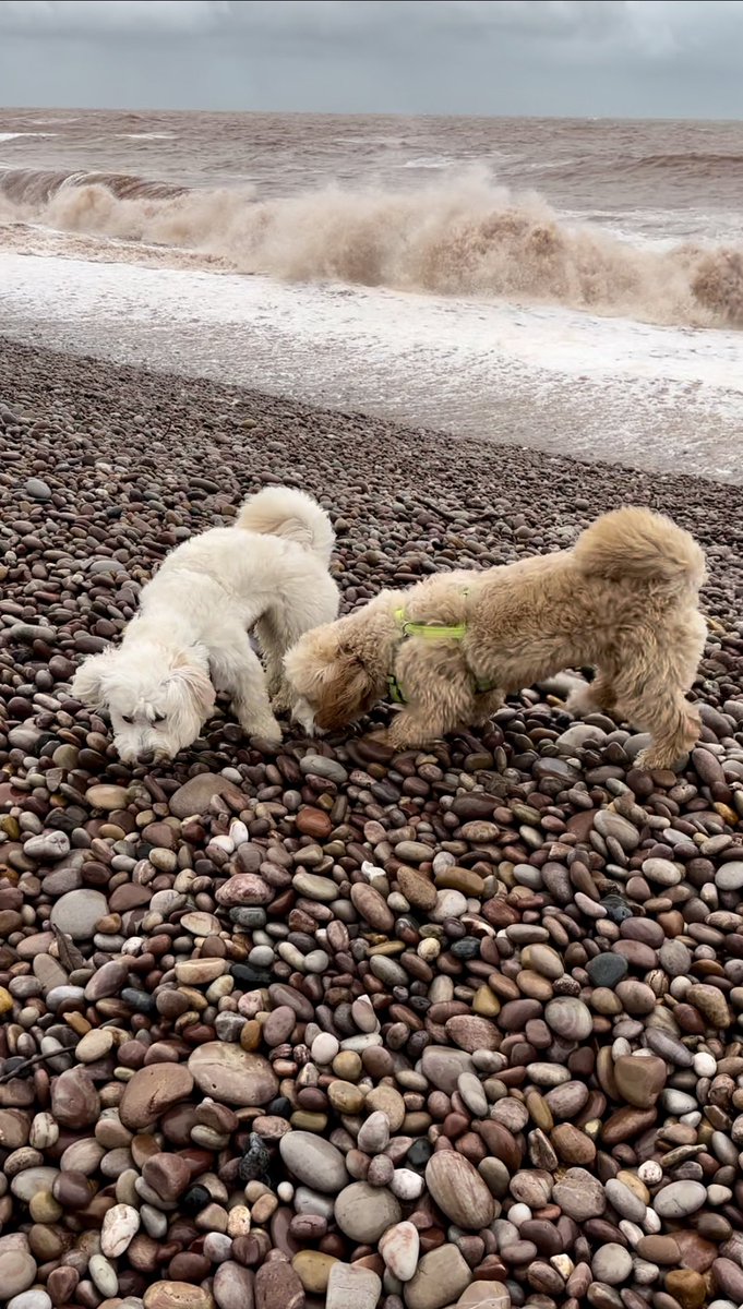 JimDavisOnAir's tweet image. A windy day in Devon! I’m back with you from the seaside at 9am on #MellowMagic  instagram.com/angelanddigby 
#windowonyourworld 
@LynnParsonsUK 
Mellowmagic.co.uk