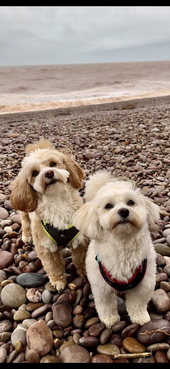 JimDavisOnAir's tweet image. A windy day in Devon! I’m back with you from the seaside at 9am on #MellowMagic  instagram.com/angelanddigby 
#windowonyourworld 
@LynnParsonsUK 
Mellowmagic.co.uk