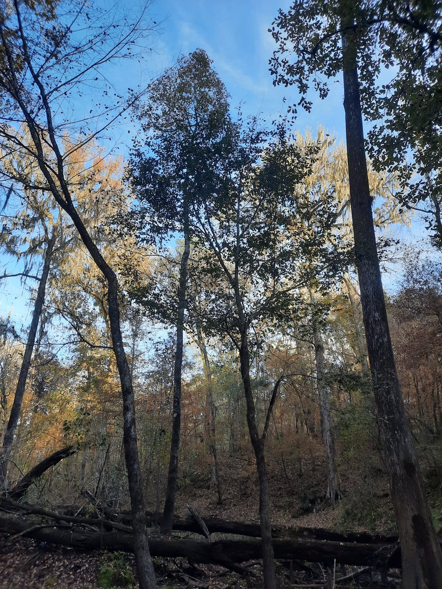 treephys's tweet image. Invite code:
bsky-social-jyks3-tm3qj