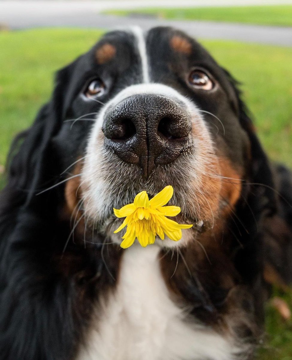 Weller is absolutely honored to be the 2024 WeRateDogs cover boy. He rates the calendar 366/10. One point for every good boy and girl featured. 

He also thinks everyone should check out the May 7th picture to see him as a puppy😉