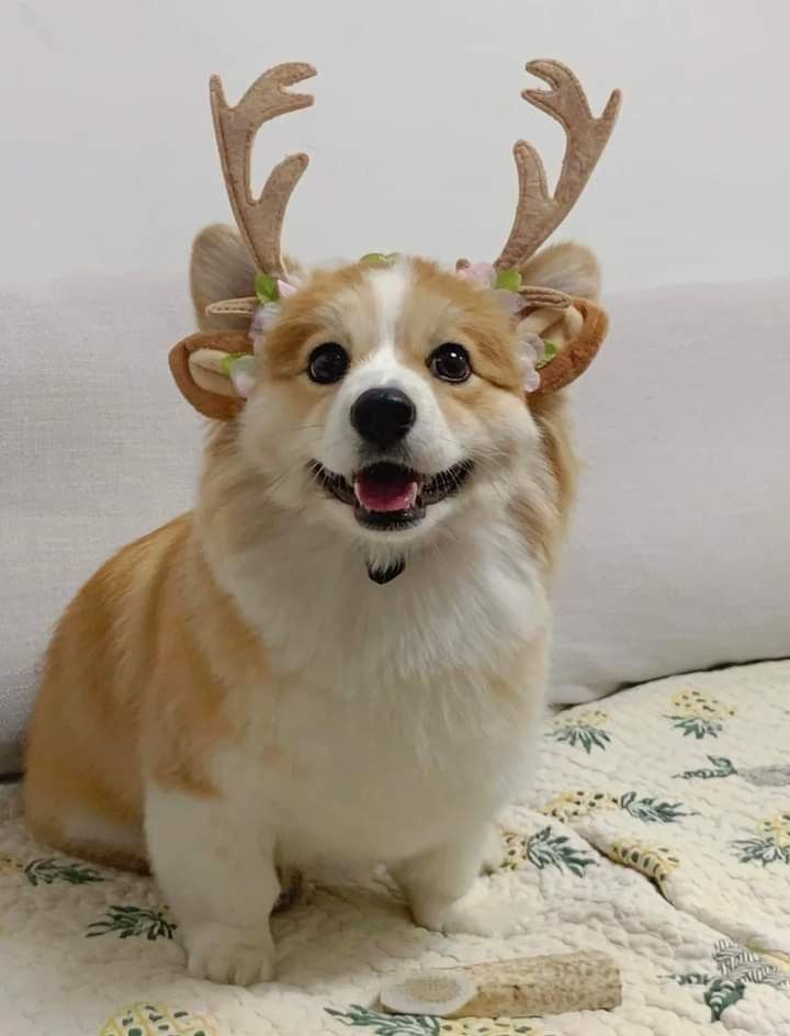 GhostDoOrion's tweet photo. 🎄 https://t.co/nfxVmhVggf