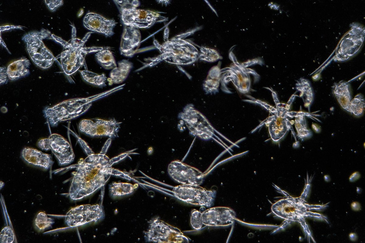 CellPressSust's tweet image. Research highlight: "A global biogeography analysis reveals vulnerability of surface marine zooplankton to anthropogenic stressors"

Read more in @OneEarth_CP: cell.com/one-earth/full…

@camocean1 #LOPS &amp;amp; colleagues