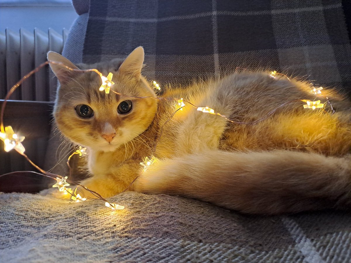 Doufám, že jste měli krásné Vánoce!