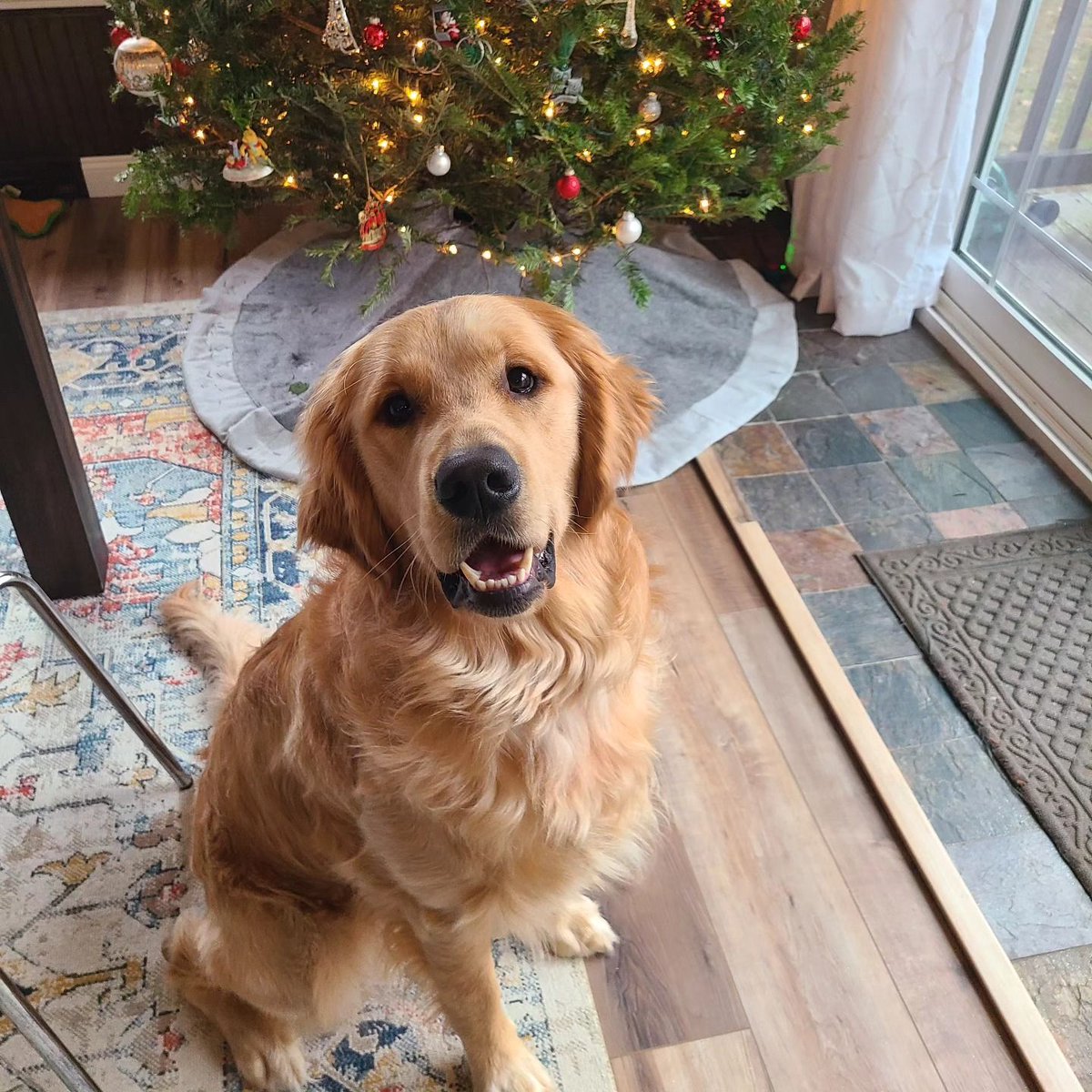 UnitedStaging's tweet image. It's someone's first birthday today!   HAPPY BIRTHDAY WILLY! 

#officepup #puppybirthday #workdogs #goodboi #firstbday #birthdaytime #puppybday #bestpuppylife