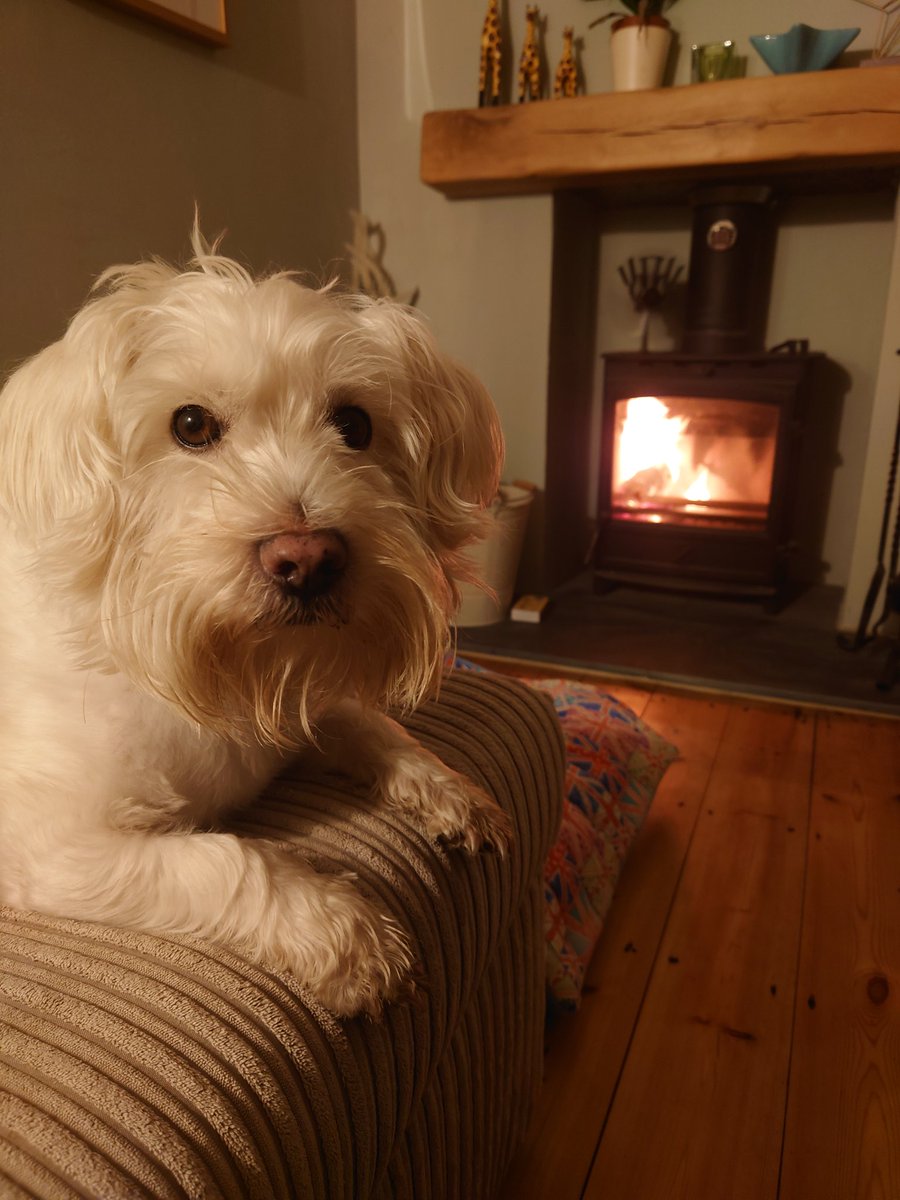 Little #Twixmas fire in our half-decorated front room 🔥🤣 #cosy #dogsofx #dogsoftwitter