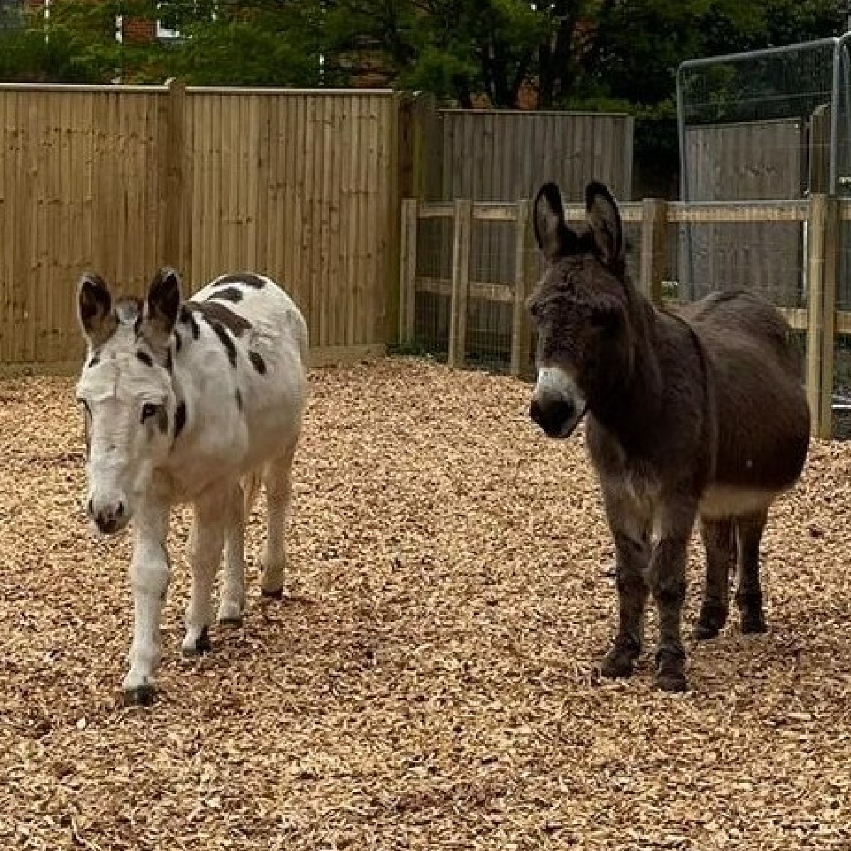 National Trust (@nationaltrust) on Twitter photo Meet Callum and Morris.
They have lived at <a href="/HatchlandsNT/">Hatchlands Park</a> for around eight years. Thanks to several generous gifts in wills, a spacious new stable block was built for them.
Gift in wills help us to care for the places that really matter to you: brnw.ch/21wFDPr Meet Callum and Morris.
They have lived at <a href="/HatchlandsNT/">Hatchlands Park</a> for around eight years. Thanks to several generous gifts in wills, a spacious new stable block was built for them.
Gift in wills help us to care for the places that really matter to you: brnw.ch/21wFDPr