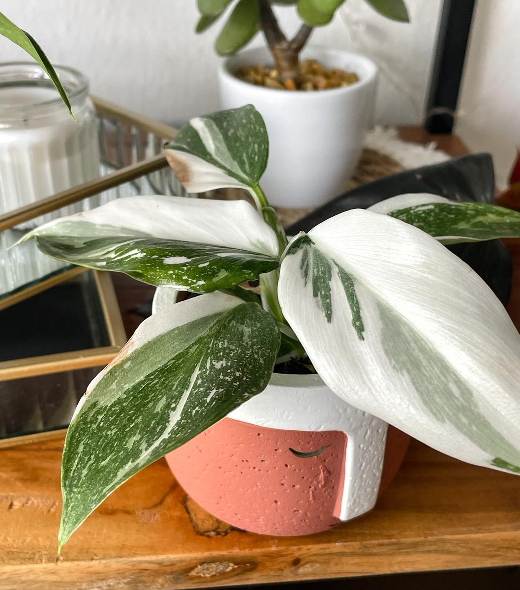 ecofriendlyfact's tweet photo. This little plant is so cute I just had to show it to you from every angle 😂😍

Read more : https://t.co/vWVfS97cf1

#houseplants #indoorplants #urbanjungle #plantsofinstagram #plantlove #plantparenthood #plantsofig https://t.co/Fkzv5yna0N
