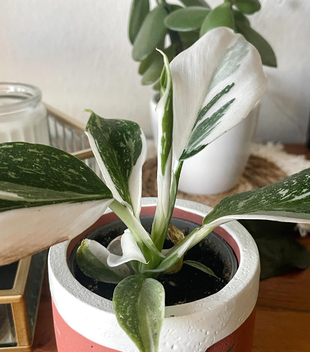 ecofriendlyfact's tweet photo. This little plant is so cute I just had to show it to you from every angle 😂😍

Read more : https://t.co/vWVfS97cf1

#houseplants #indoorplants #urbanjungle #plantsofinstagram #plantlove #plantparenthood #plantsofig https://t.co/Fkzv5yna0N