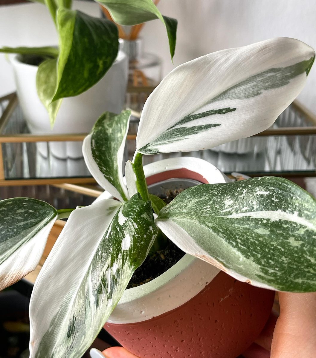 ecofriendlyfact's tweet photo. This little plant is so cute I just had to show it to you from every angle 😂😍

Read more : https://t.co/vWVfS97cf1

#houseplants #indoorplants #urbanjungle #plantsofinstagram #plantlove #plantparenthood #plantsofig https://t.co/Fkzv5yna0N