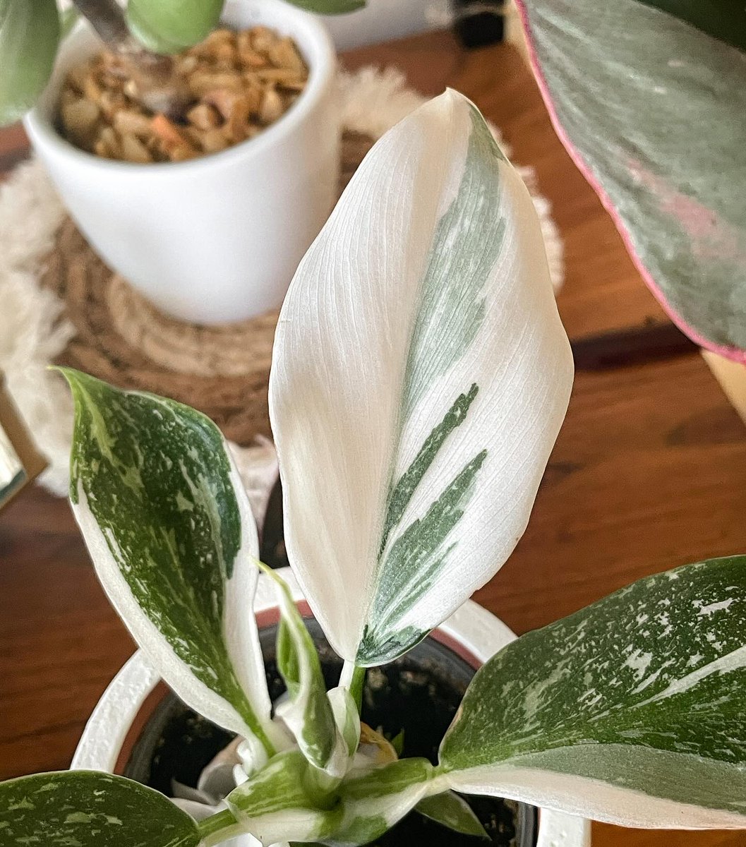 ecofriendlyfact's tweet photo. This little plant is so cute I just had to show it to you from every angle 😂😍

Read more : https://t.co/vWVfS97cf1

#houseplants #indoorplants #urbanjungle #plantsofinstagram #plantlove #plantparenthood #plantsofig https://t.co/Fkzv5yna0N