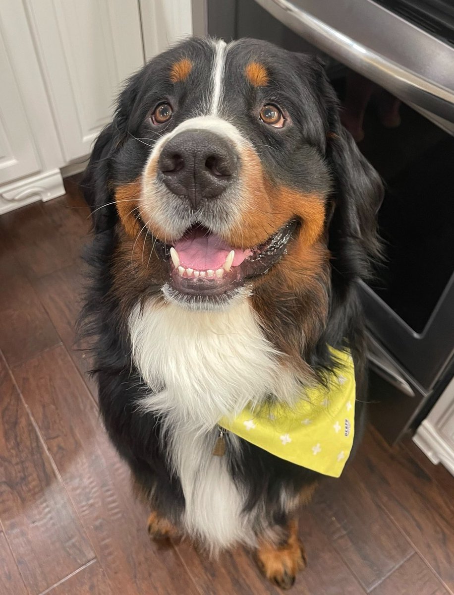 The Berner Bunch tweet media