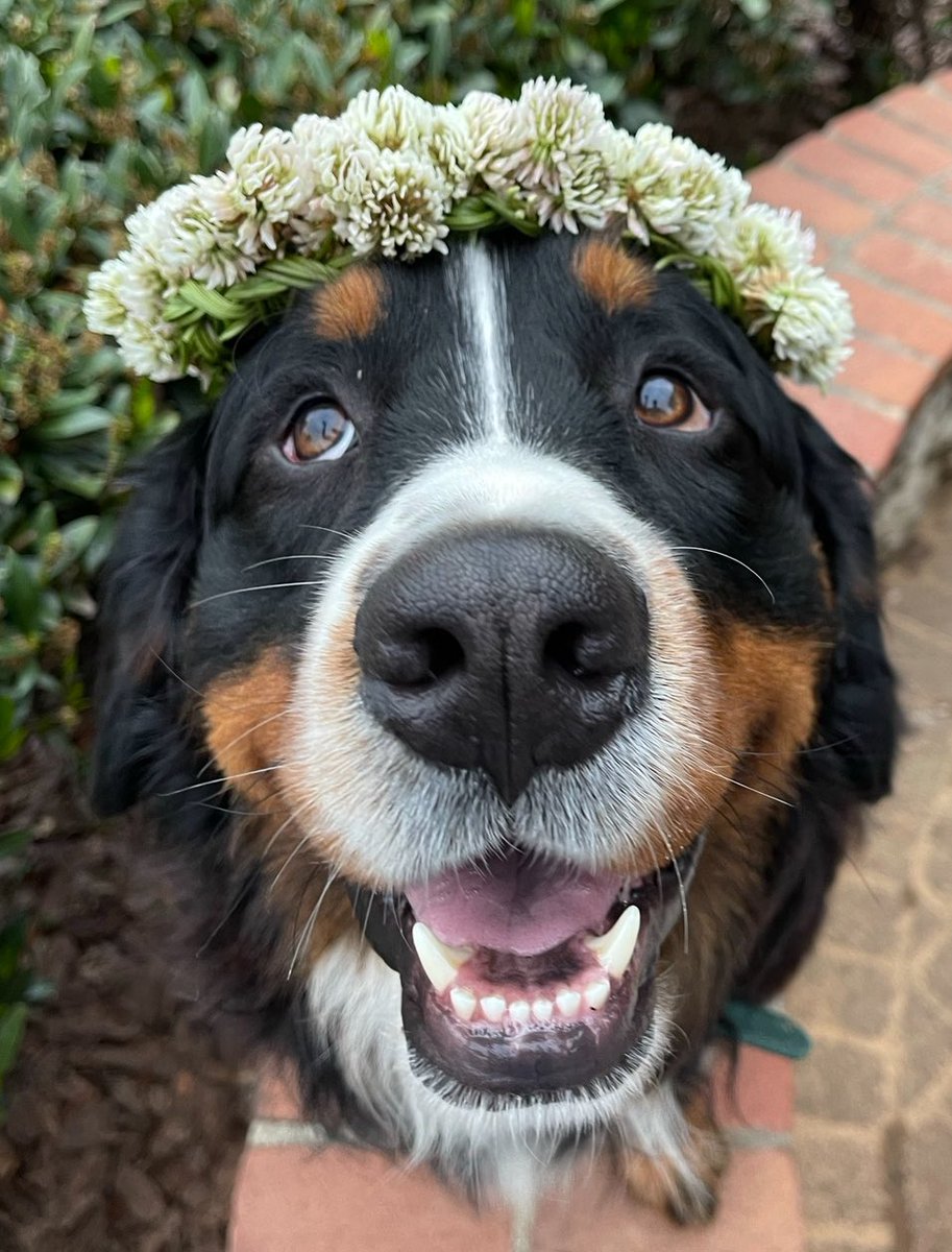 The Berner Bunch tweet media