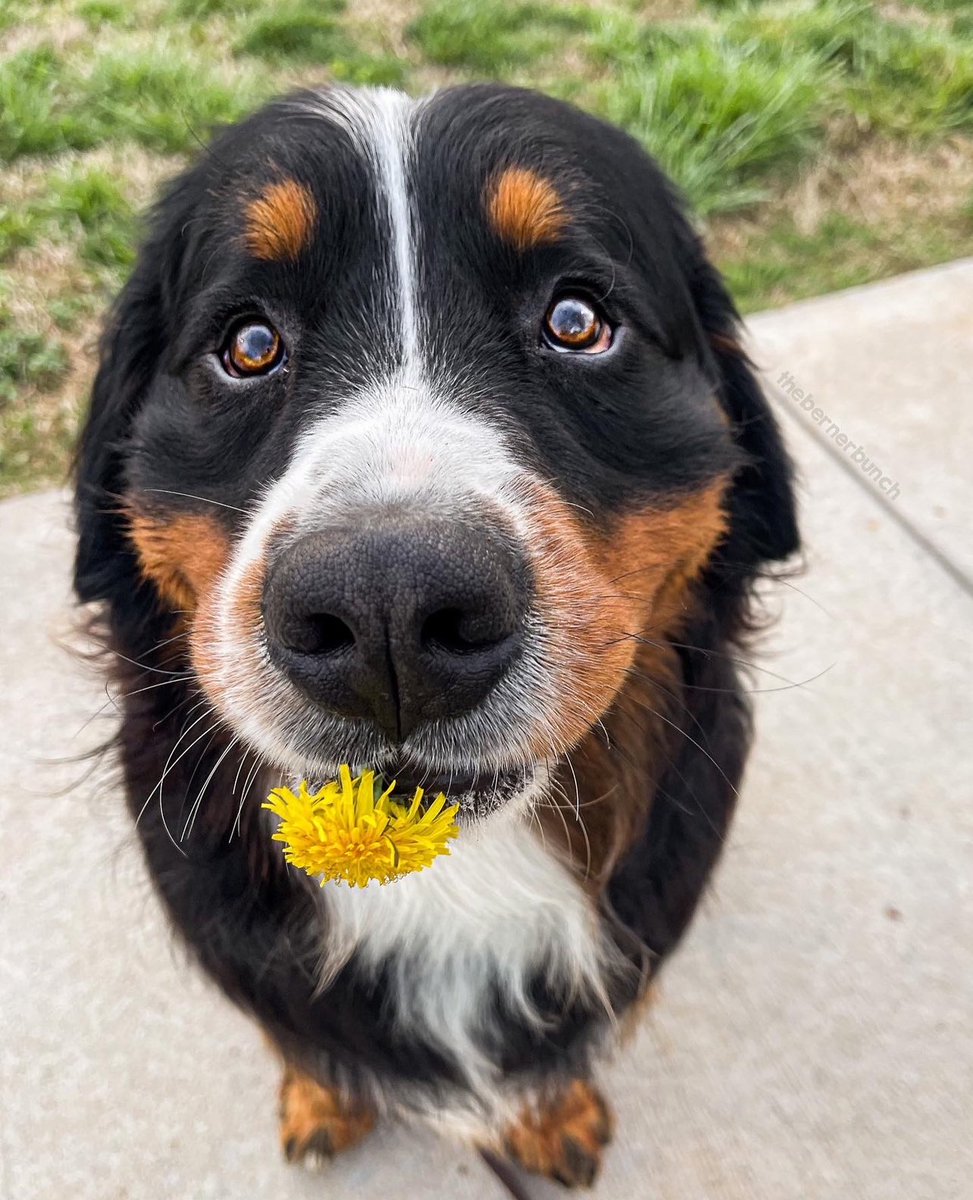 The Berner Bunch tweet media