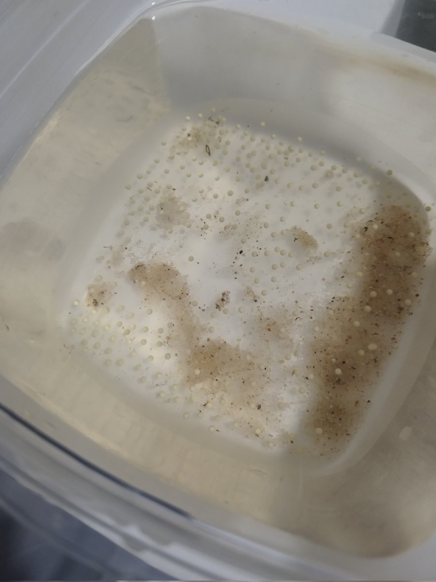 JSMinerals's tweet photo. Pues aquí están todos los que he podido salvar, ¡hay muchísimos!
Mañana los pondré en una cajita de malla y la pondré en el acuario. https://t.co/9vg7e8Skfj
